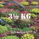 Groendakvoer Sedum ecozak van 3½ kg